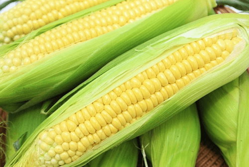 옥수수07