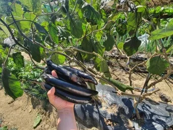 가지 재배 순 지르기 착과 관리 고온 대책_6