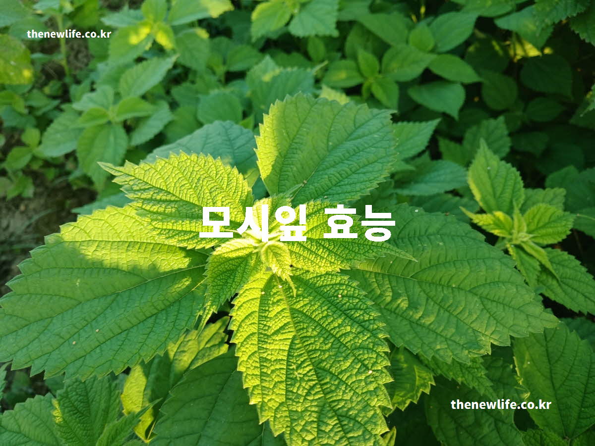 모시잎 효능 대표 실사진