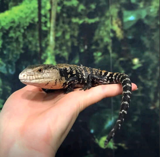 티놀자애니멀파크-대전-주변-가볼만한곳-추천