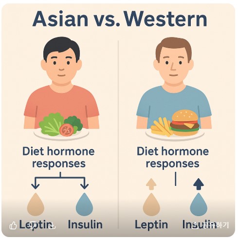 아시아와 서양의 다이어트 호르몬 반응 비교 이미지