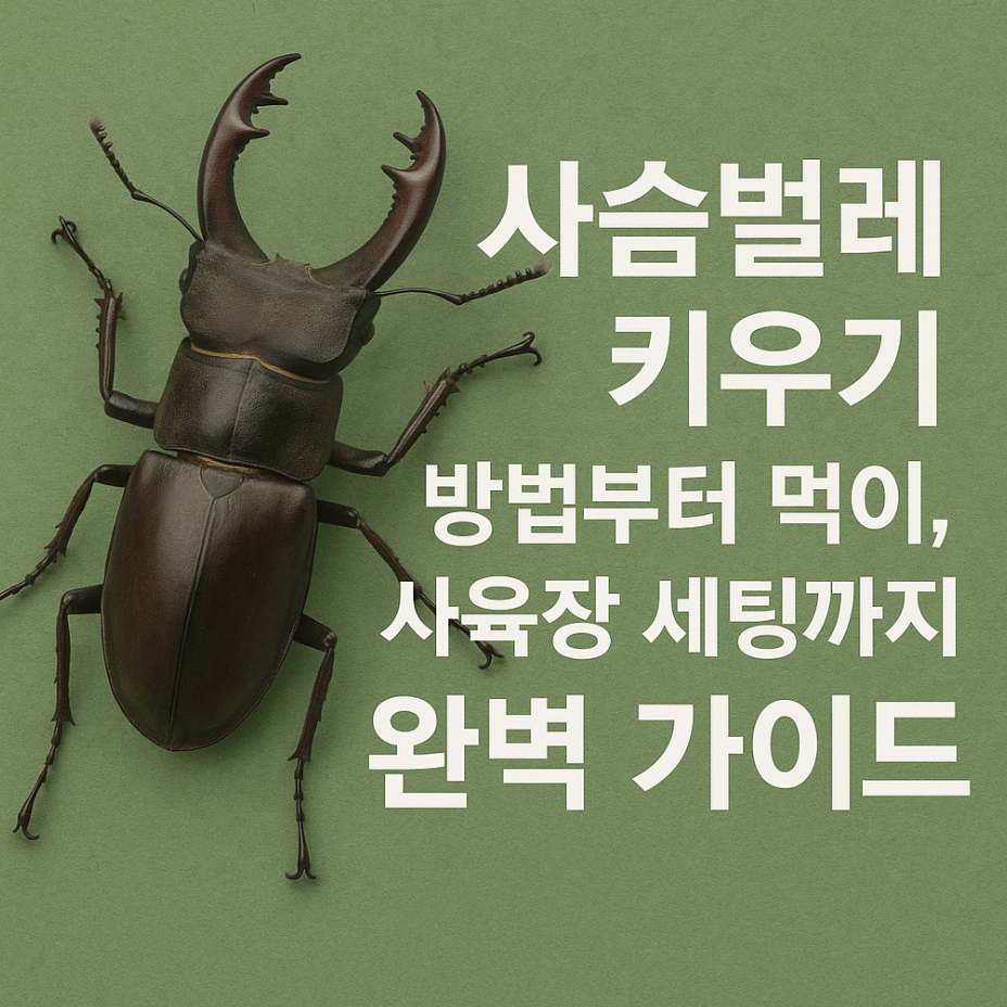 사슴벌레 키우기 방법부터 먹이, 사육장 세팅까지 완벽 가이드