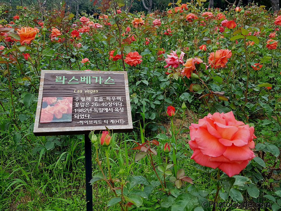 라스베가스