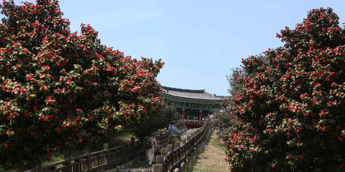 동백꽃 주꾸미 축제