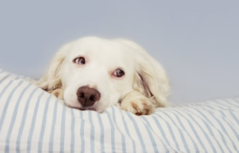 누워있는 강아지