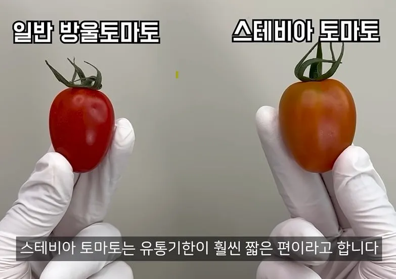 스테비아 방울토마토 칼로리 혈당 하루 섭취량_1