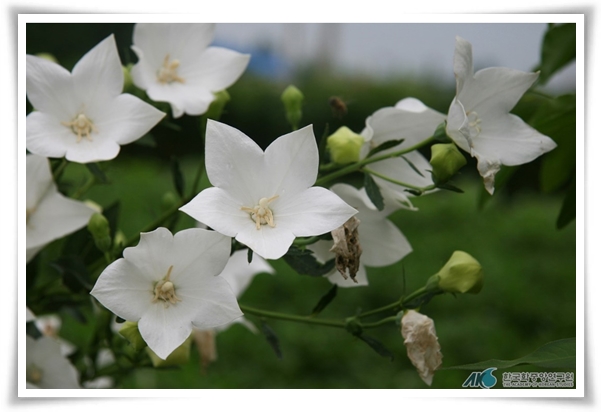 &quot;도라지 꽃과 도라지&quot; 아름다운 꽃과 건강한 뿌리를 품은 자연의 선물!