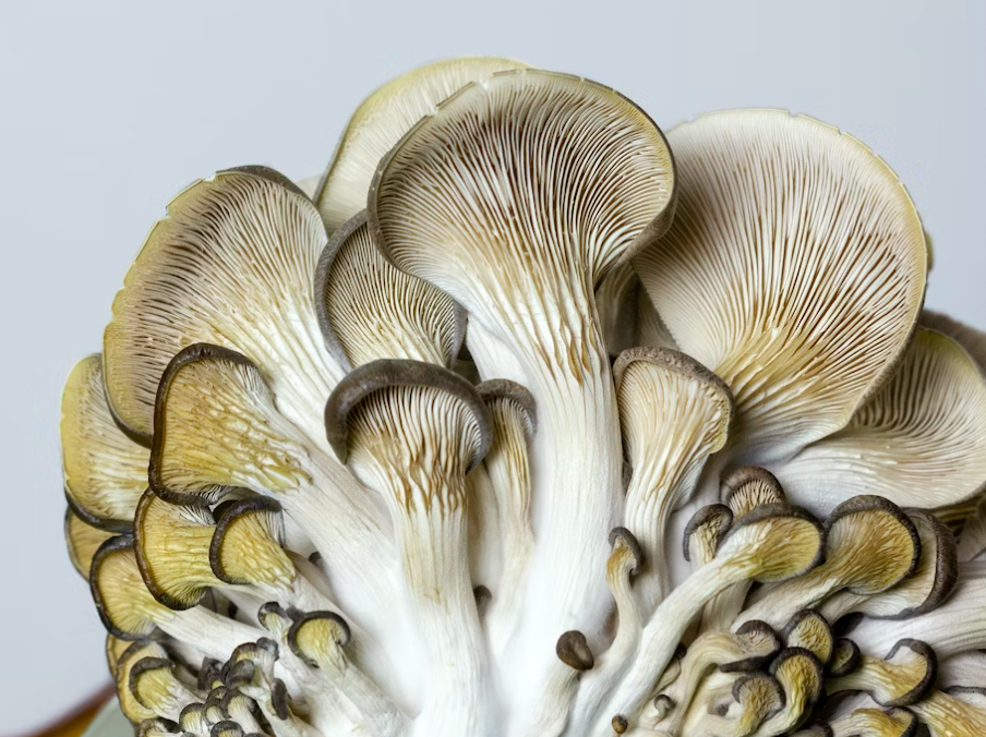 느타리버섯 주름 모양