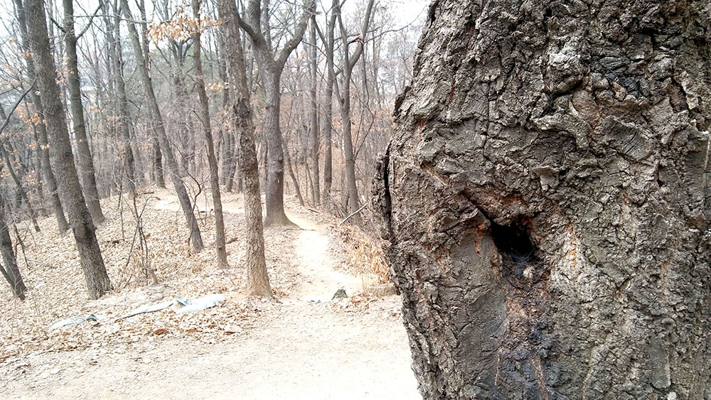 서울둘레길(SeoulDullegil) 1-2코스 수락산·불암산 나무 구멍