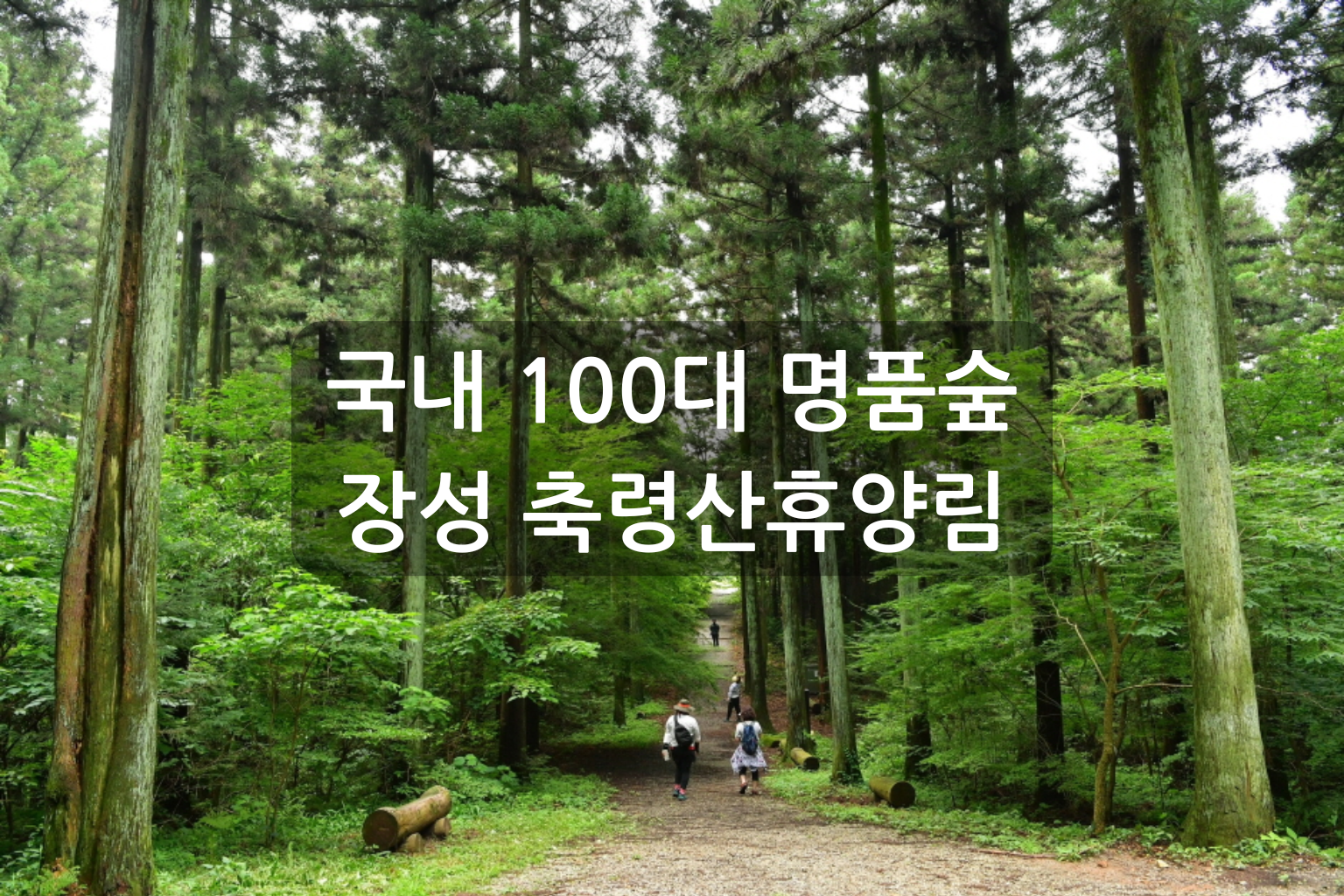 국내 100대 명품숲 선정 장성 축령산휴양림