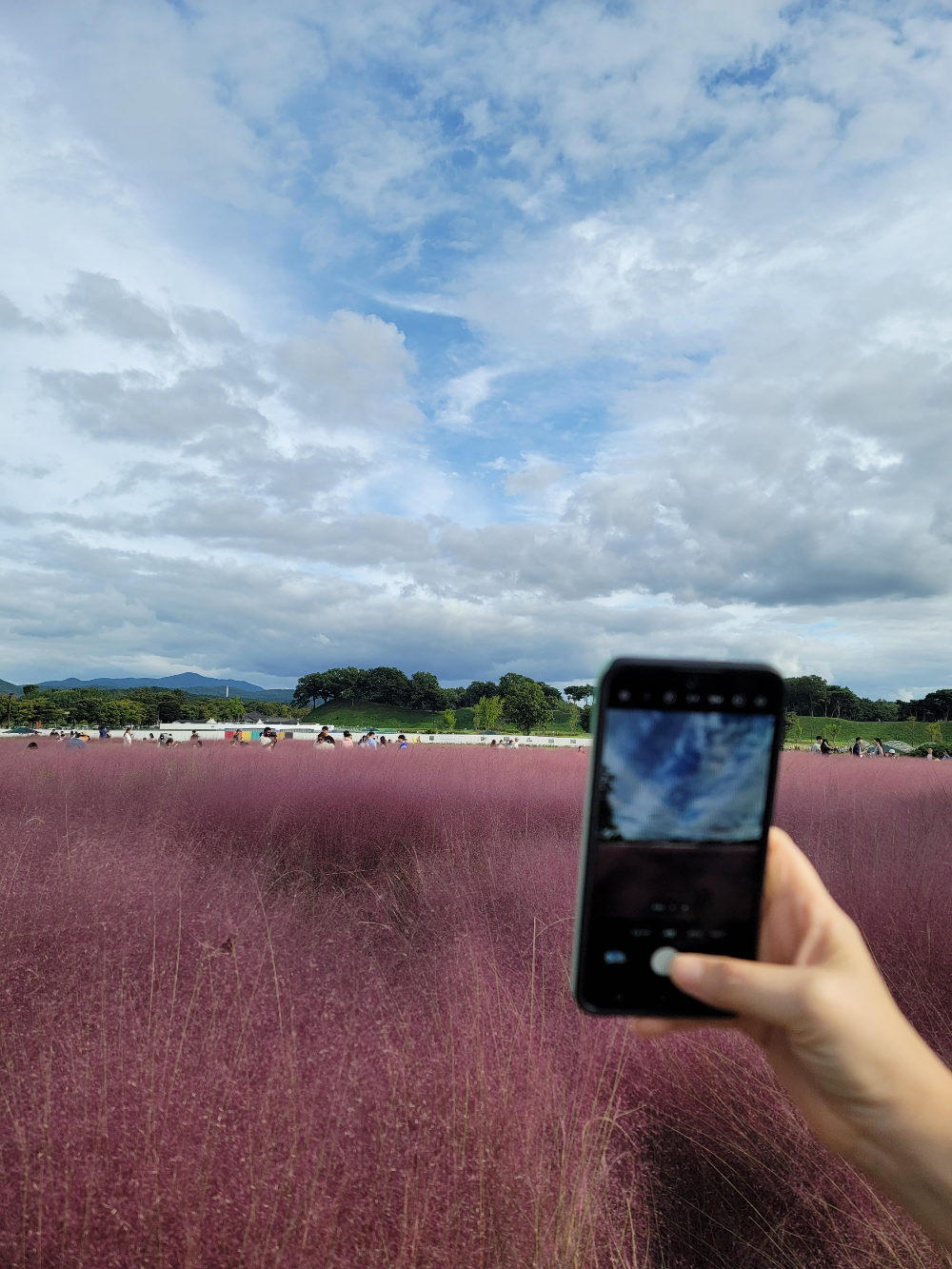 사진 명소 경주 첨성대 핑크뮬리