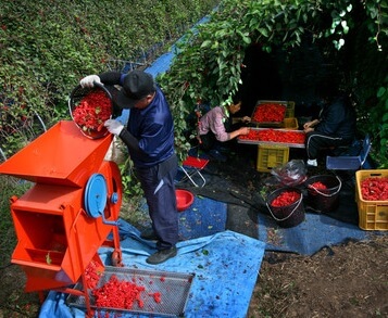 6시내고향 문경 오미자음료와 오미자김 문경미소 주문방법