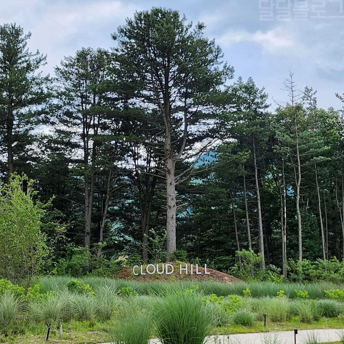 양떼목장-100년-잣나무