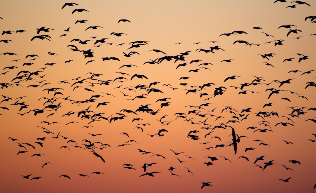 Migration