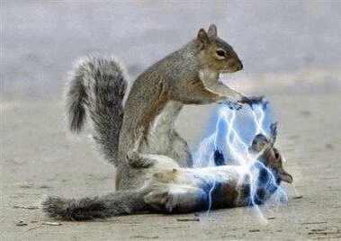 람쥐썬더 짤