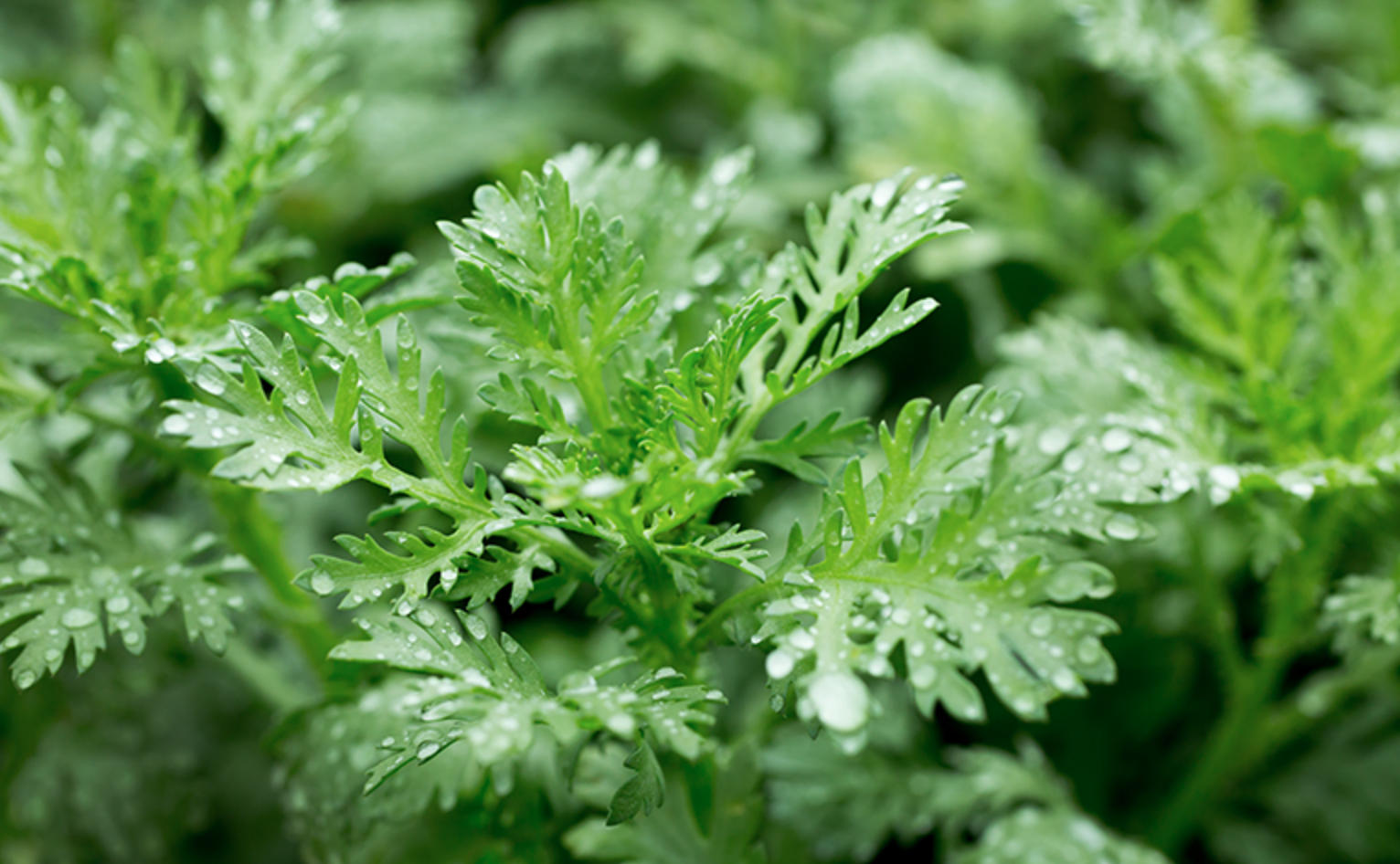 개똥쑥 관련 사진