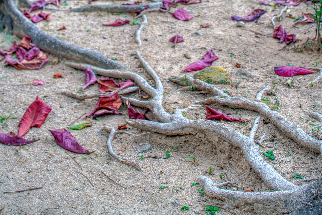 Aging.