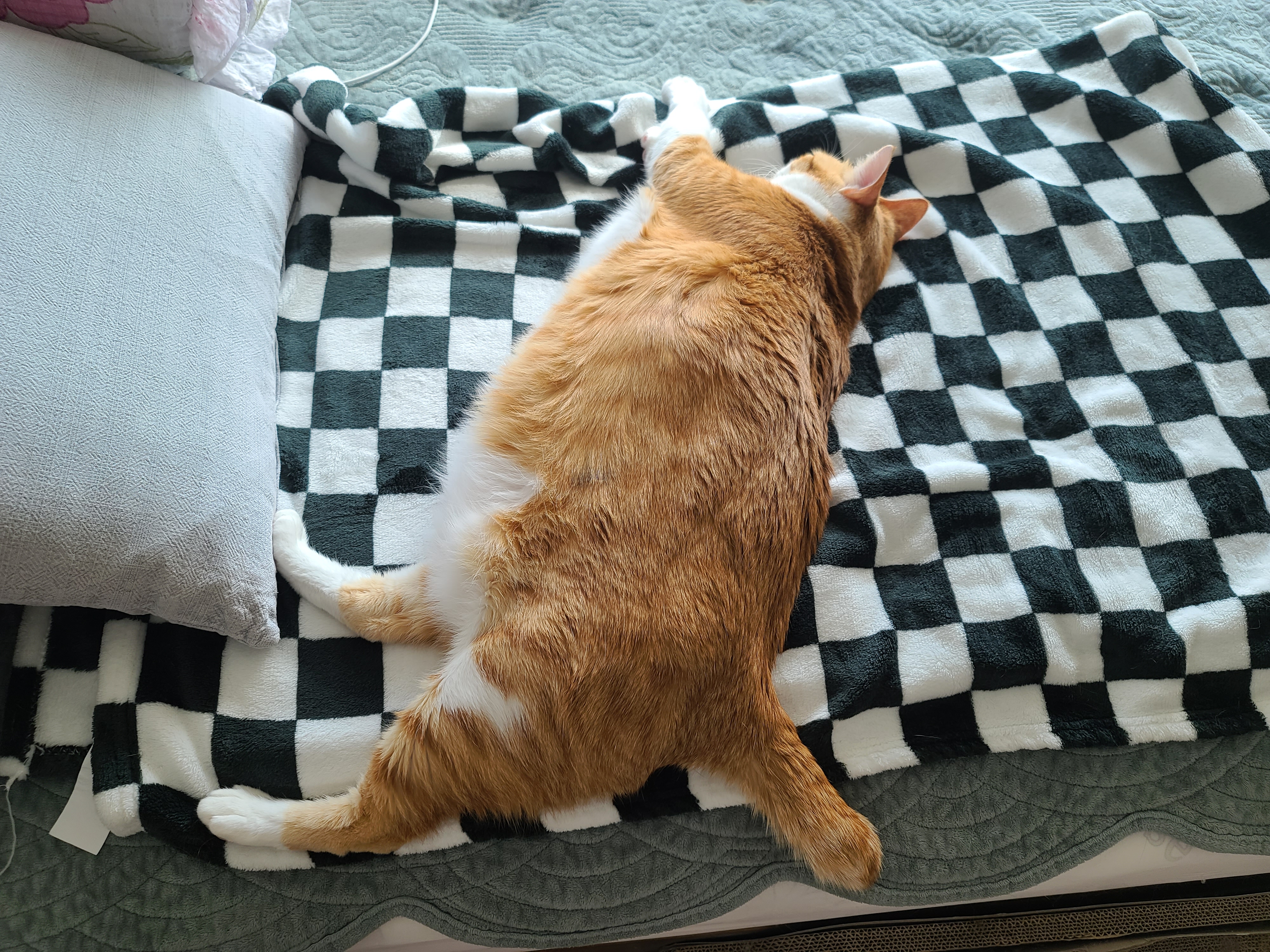 고양이들의 오늘 낮잠자는 포즈 (feat.내 다이슨 도대체 언제와?)