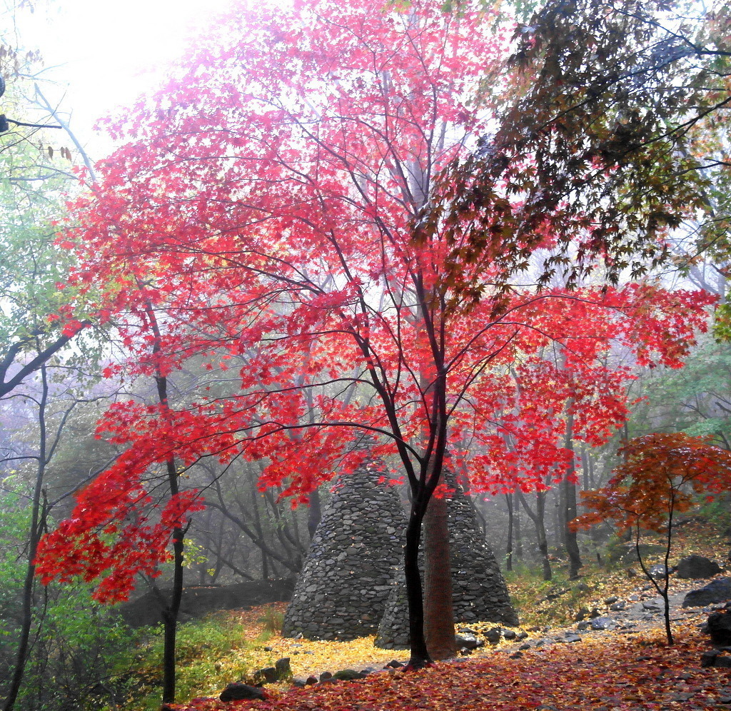 출처 : 충일산악회