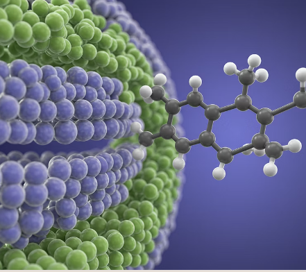 포스파티딜세린이란?
