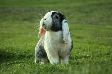 2026년 병오년 신년운세 무료 사이트