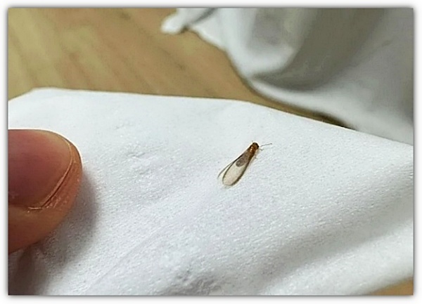 휴지-위에-있는-마른나무흰개미