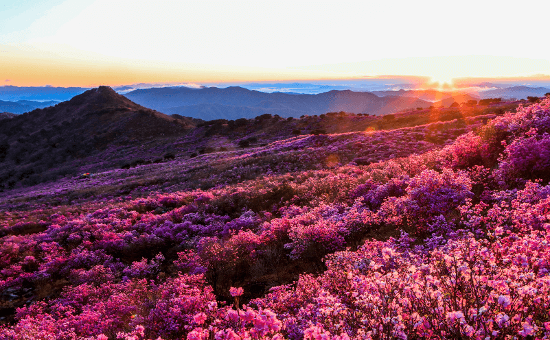 대구 축제 일정