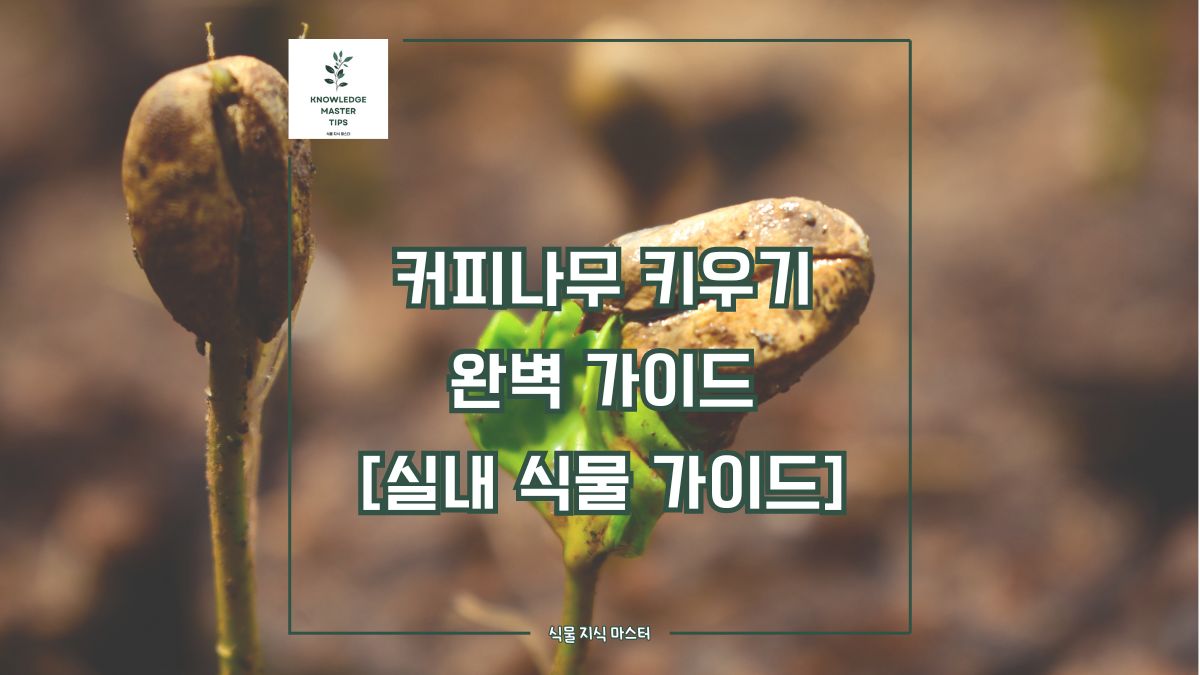 커피나무 키우 완벽 가이드 [실내 식물 가이드]