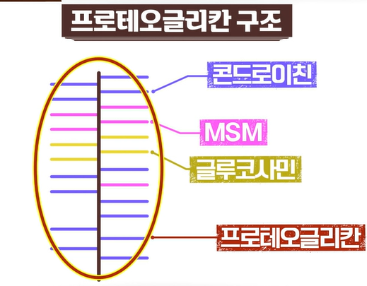 프로테오글리칸