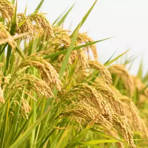 양곡관리법 개정안