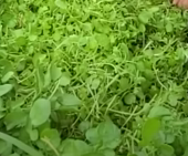 들에 핀 물냉이