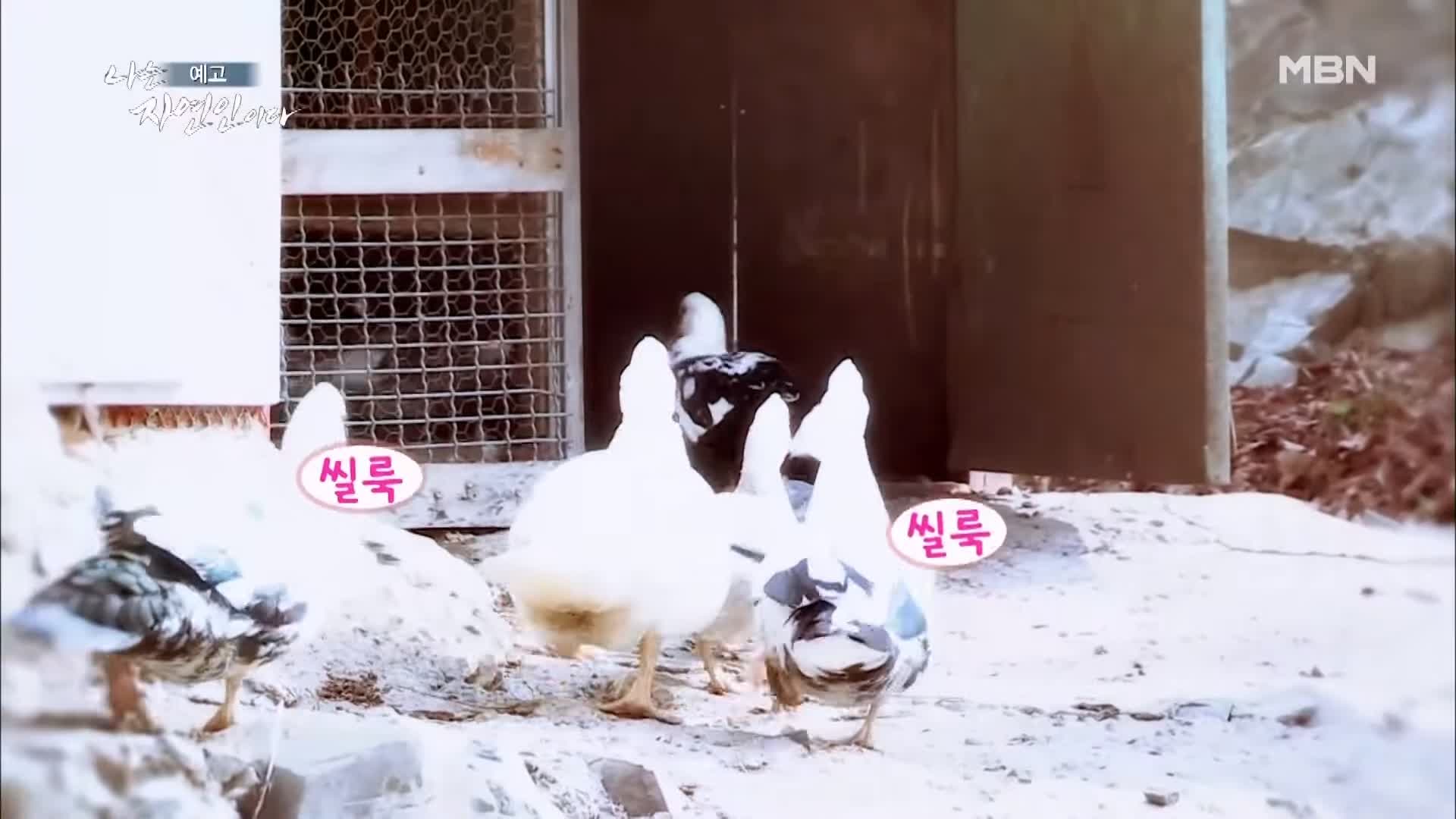 나는 자연인이다 순정 마초의 겨울찬가 자연인 박인태 소개 및 윤택 출연 533회 다시보기