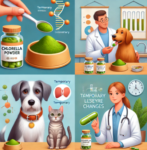 당신만 모르는 노령 반려동물의 건강을 위한 클로렐라 가이드