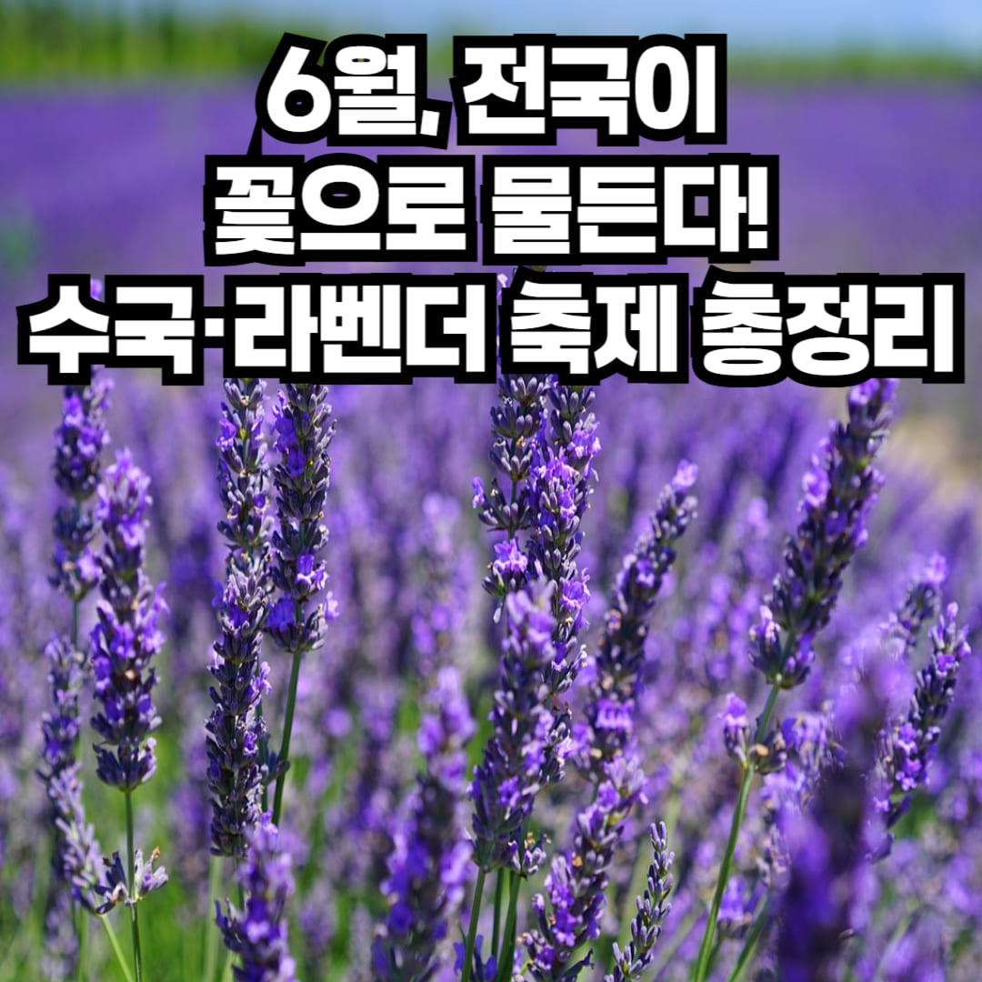 6월 꽃축제 하는곳 총정리|2025 전국 수국·라벤더 명소 12선
