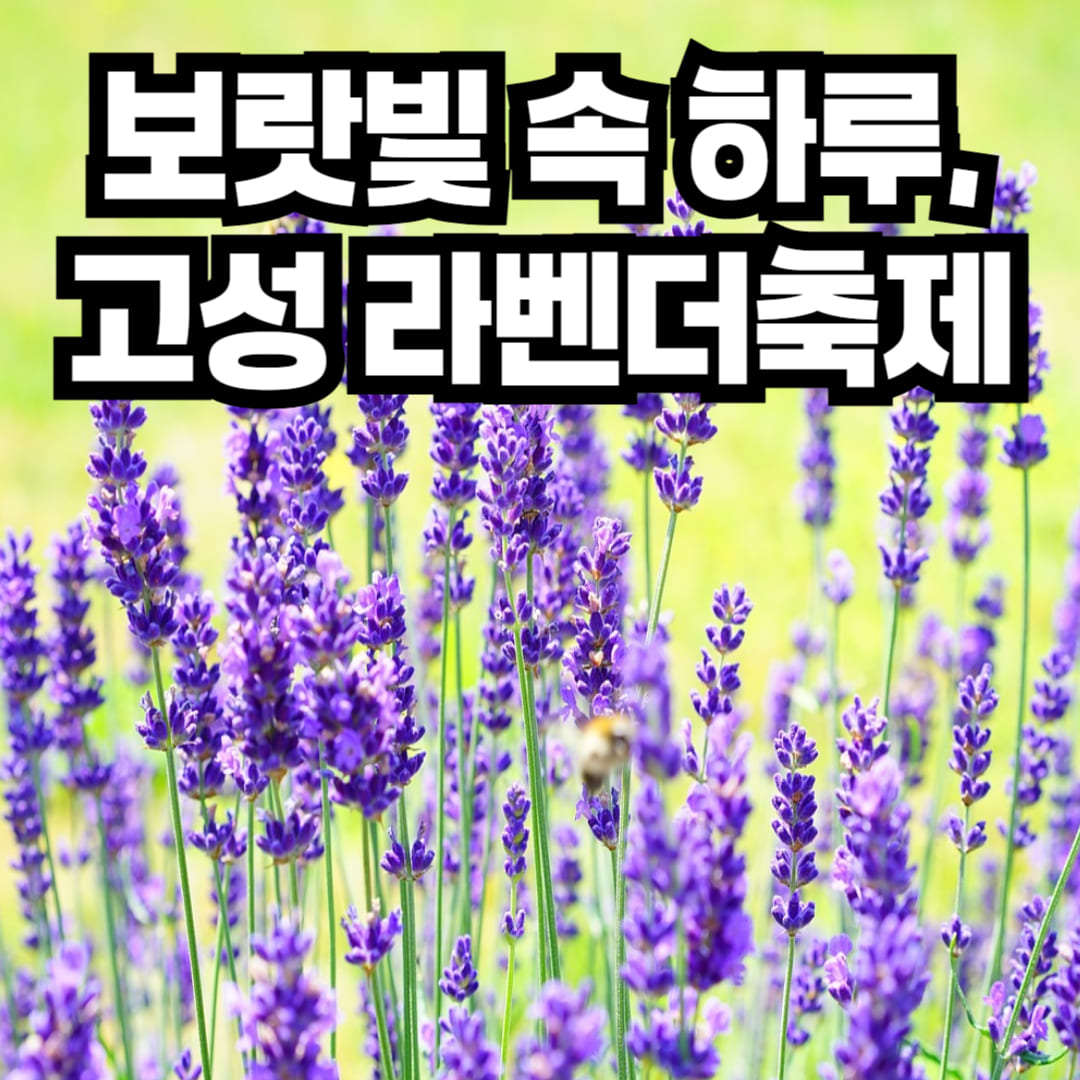 고성 하늬라벤더팜 라벤더밭 전경
