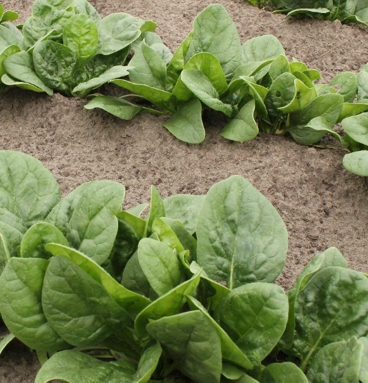 시금치 파종시기