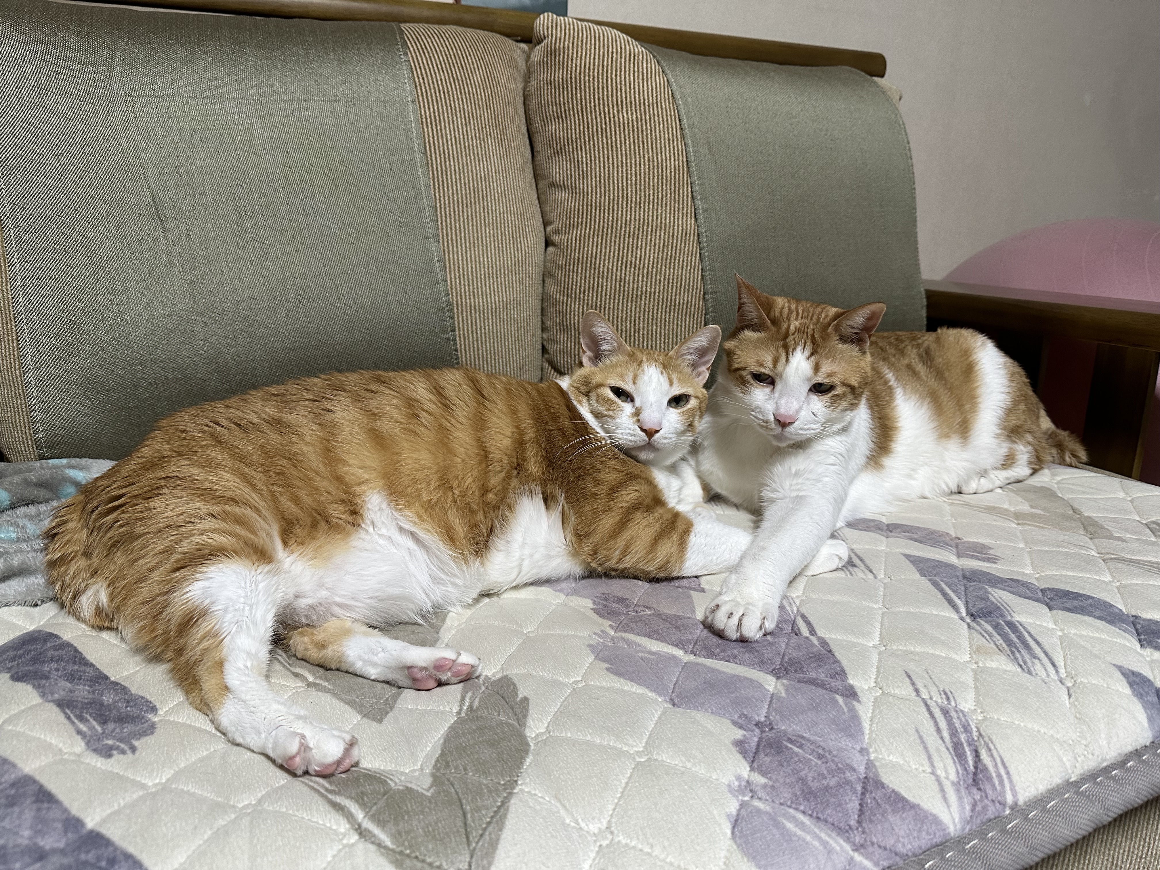 보면 힐링되는 사이좋은 치즈형제들