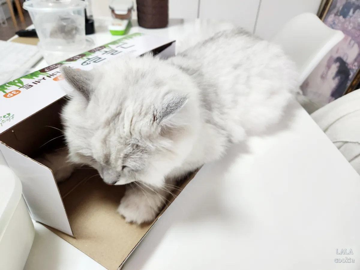 고양이-귀리-추천-그루루-포장-박스-가지고-노는-고양이