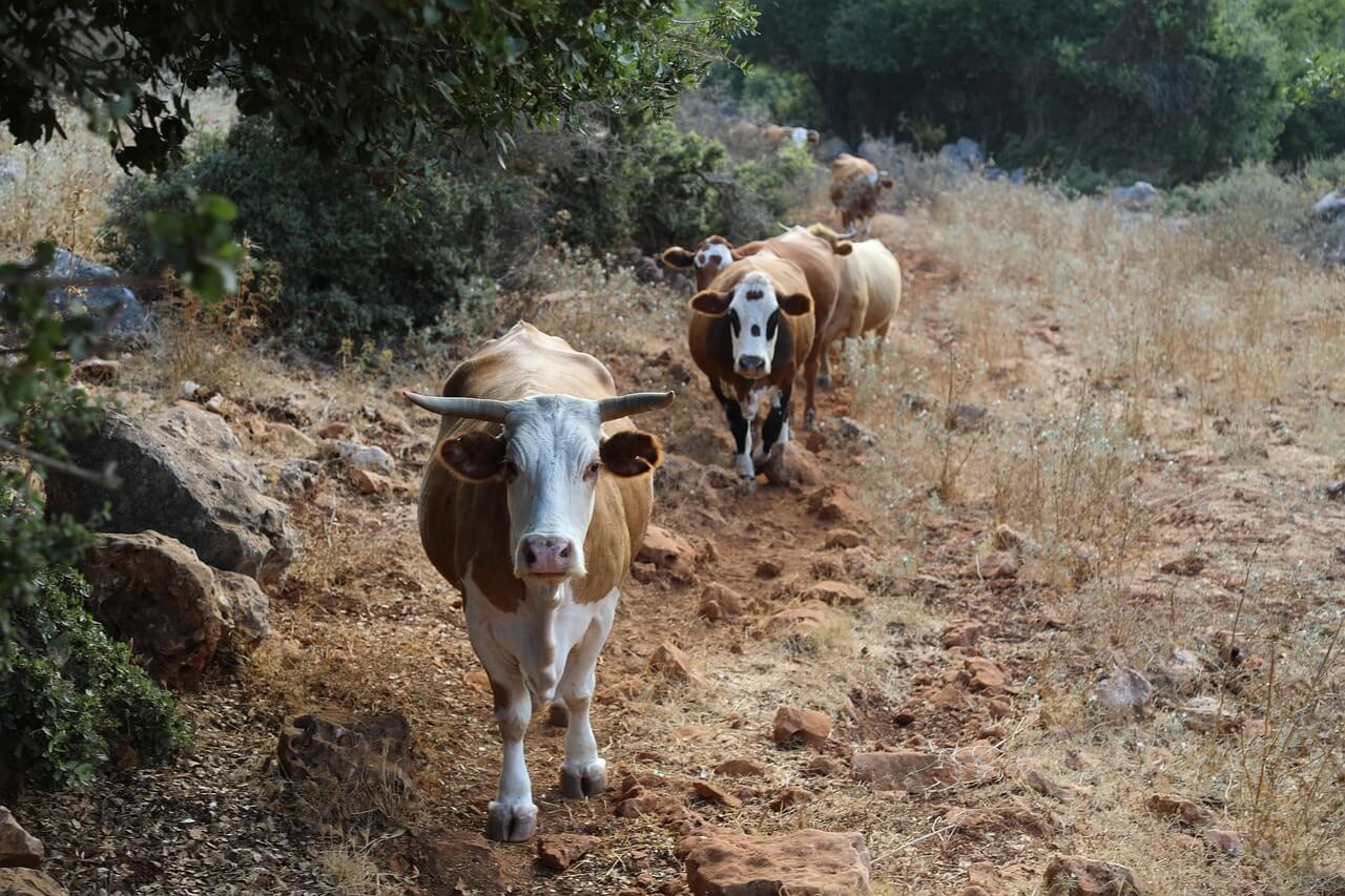 2025년 7월 소띠(丑띠) 운세