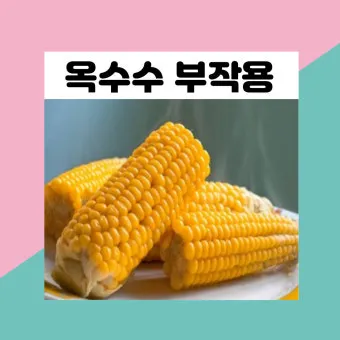 옥수수 효능과 옥수수 삶는 방법 전자렌지 초당옥수수 찰옥수수 차이 비교 자료_2