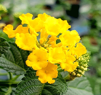 가을에 피는 꽃 란타나