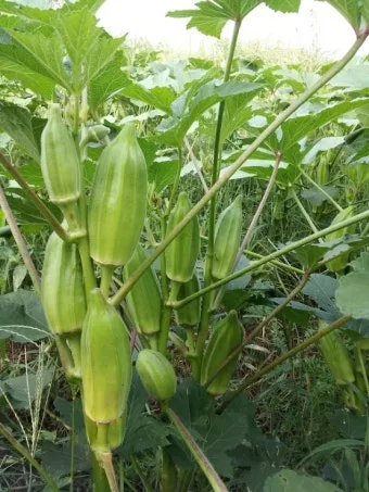 오크라 재배 파종 깊이 따뜻한 흙 물주기 요령_6