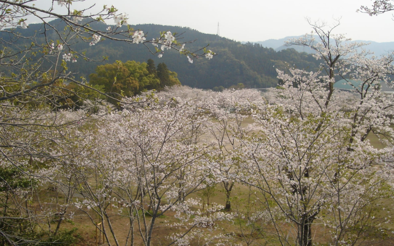 치코엔공원벚꽃 -이미지출처-일본정부관광국