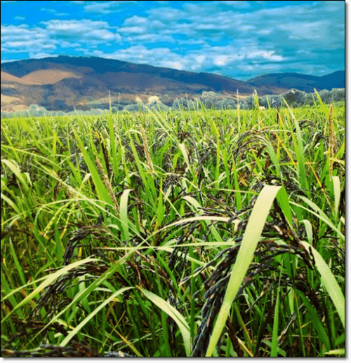 흑미 재배 농지