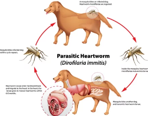강아지 심장사상충/출처:어도비스톡