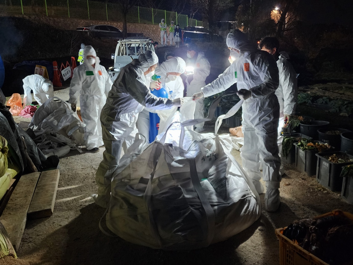 기장군에서 조류인플루엔자(H5형) 항원 검출