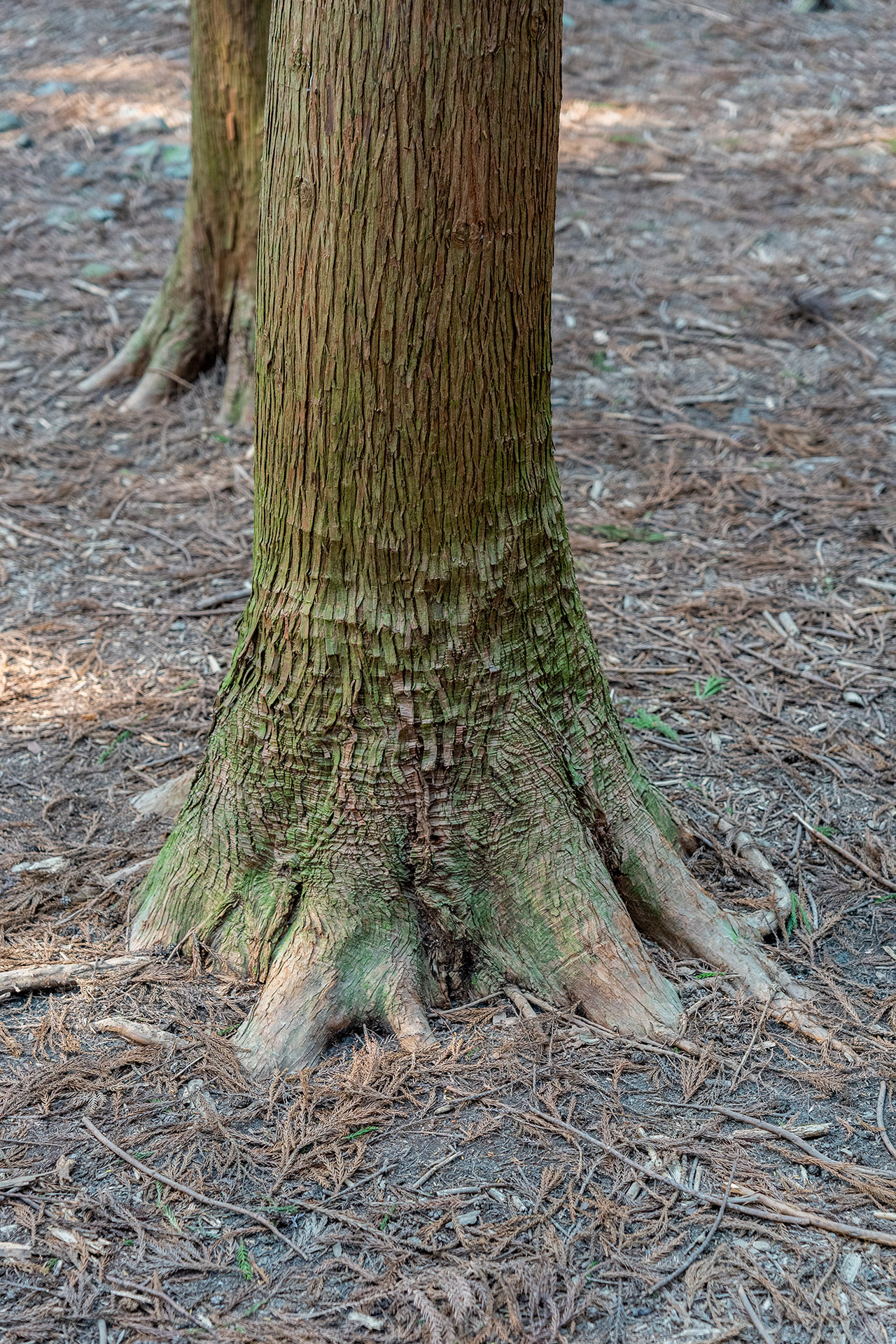 사려니 숲길 무장애나눔길
