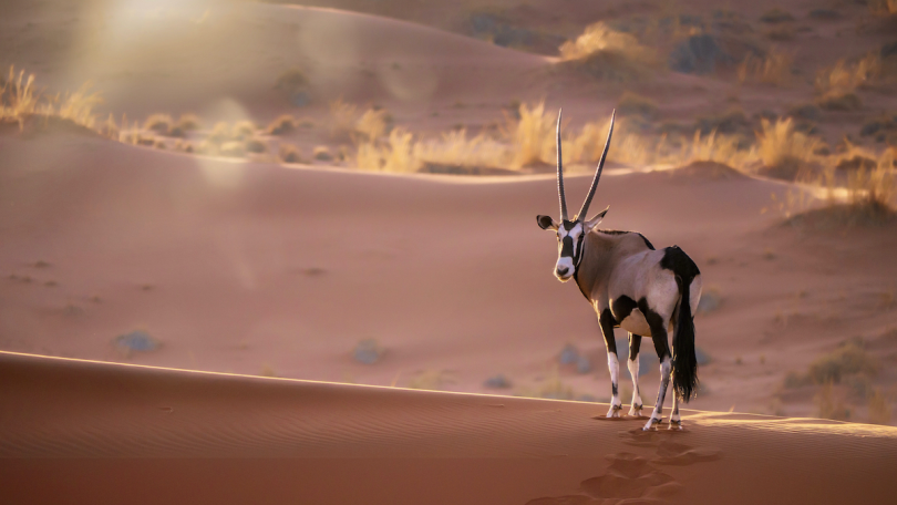 쿠두 영양 사냥