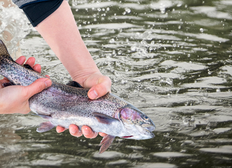 송어 맨손잡기 체험