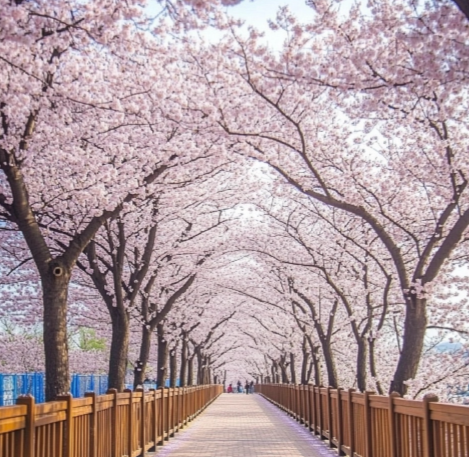  벚꽃 개화시기6